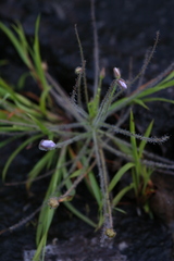 Byblis liniflora