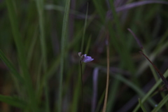 Utricularia caerulea
