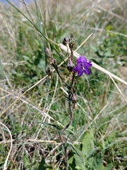 Campanula sibirica