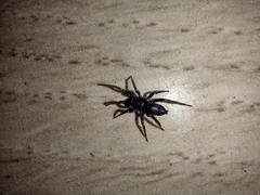 Trachyzelotes pedestris