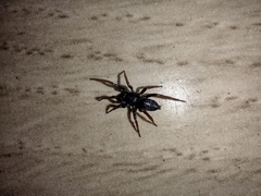 Trachyzelotes pedestris