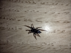 Trachyzelotes pedestris