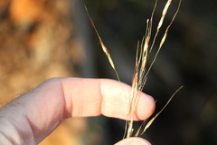 Capillipedium parviflorum