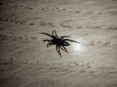 Trachyzelotes pedestris