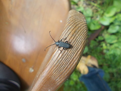 Ropalopus macropus