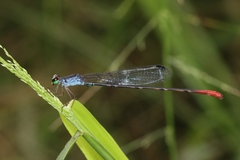 Ceriagrion rubellocerinum