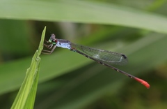 Ceriagrion rubellocerinum