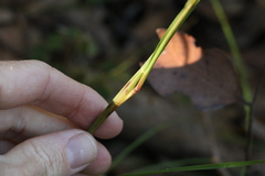 Capillipedium parviflorum