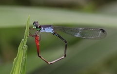 Ceriagrion rubellocerinum
