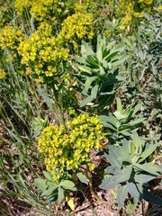 Euphorbia salicifolia
