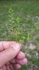 Thymus × citriodorus