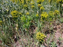 Euphorbia salicifolia