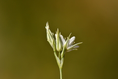 Minuartia rostrata