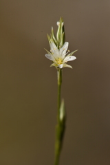Minuartia rostrata
