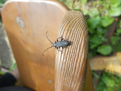 Ropalopus macropus