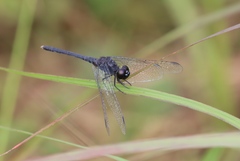 Diplacodes lefebvrii