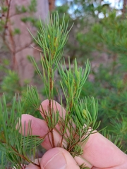 Gompholobium grandiflorum