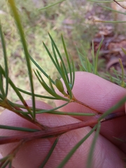 Gompholobium grandiflorum