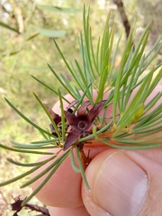 Gompholobium grandiflorum