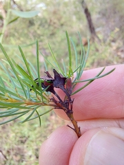 Gompholobium grandiflorum