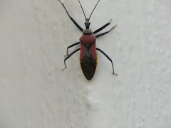 Rhynocoris segmentarius