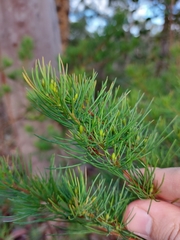 Gompholobium grandiflorum