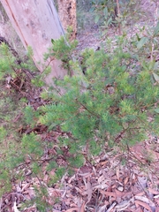 Gompholobium grandiflorum