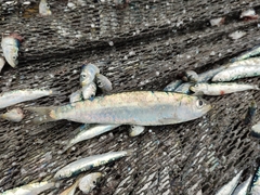 Sardina pilchardus