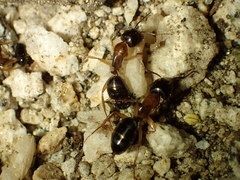 Camponotus clarithorax