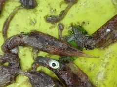 Alloteuthis subulata