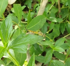 Brachydiplax