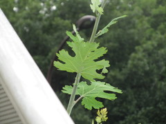 Macleaya cordata