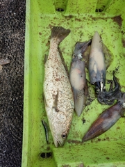 Argyrosomus regius
