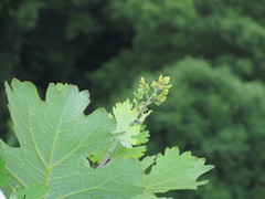 Macleaya cordata