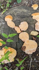Vanderbylia fraxinea