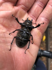Lucanus cervus