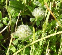 Trifolium cherleri