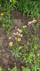 Vanderbylia fraxinea