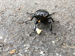 Lucanus cervus