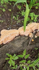 Vanderbylia fraxinea