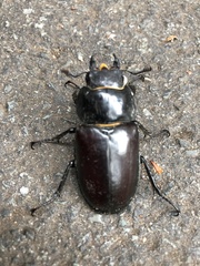 Lucanus cervus