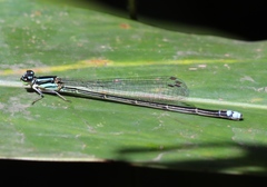 Pseudagrion melanicterum
