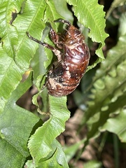 Cryptotympana holsti