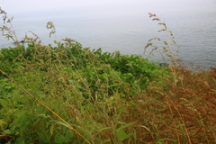 Wollastonia biflora