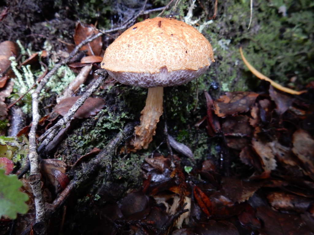 Austroboletus novae-zelandiae from Runanga 7803, New Zealand on May 24 ...