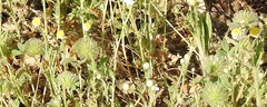 Trifolium cherleri