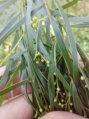 Acacia fimbriata
