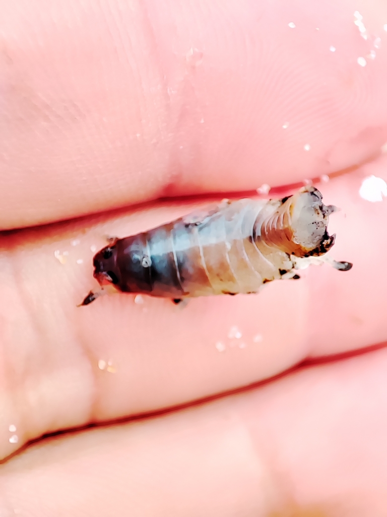 Ceratothoa oestroides