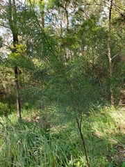 Acacia fimbriata