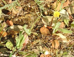 Leontodon longirostris